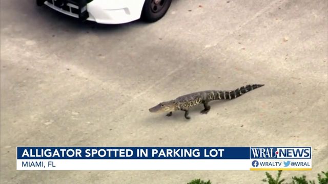 Alligator spotted in Miami warehouse parking lot 🐊