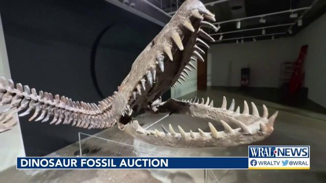 Dinosaur fossils head to the auction block