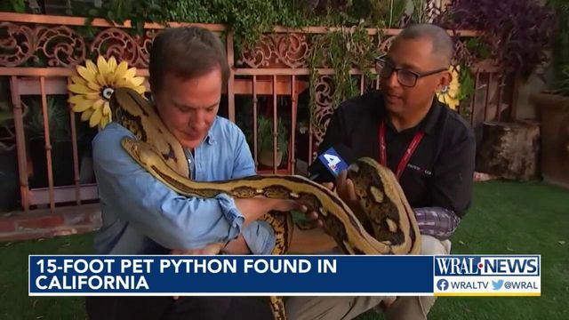 15-foot python 'Big Mama' reunites with owners