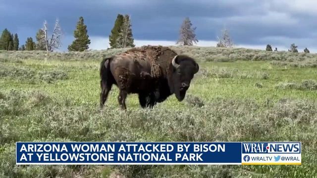 Arizona woman has seven fractured vertebrae after bison attack at Yellowstone National Park