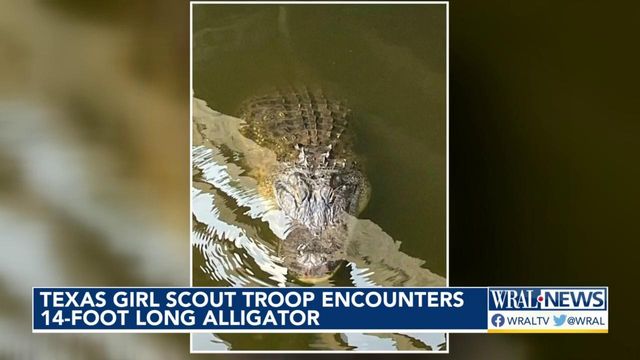 Texas Girl Scout troop encounters 14-foot gator