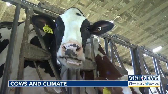Heat, warm climate threaten milk production of cows