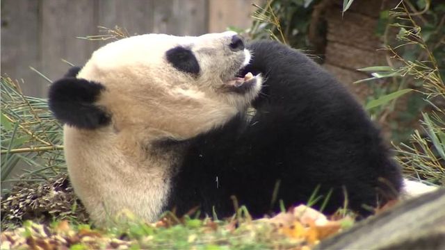 Giant Pandas head back home to China after 50 years