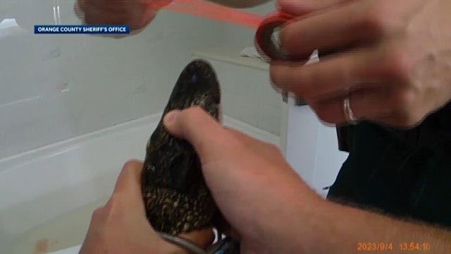 Deputies remove alligator from hotel bathtub