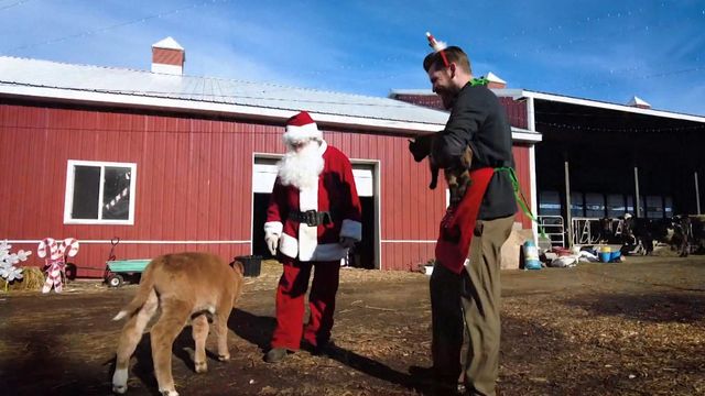 Baby calf delivered during Christmas hayride 