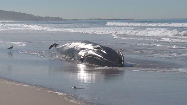 52-foot long whale found washed up on San Diego beach