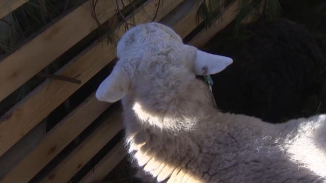 Sheep escape live nativity scene at Boston church