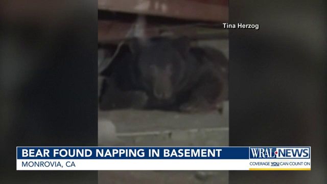 Bear found napping in California basement