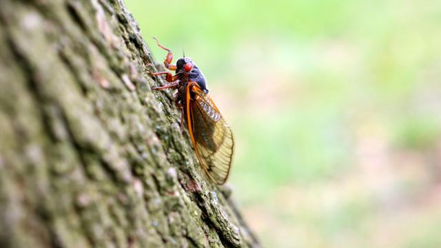 FILE — A cicada in Staten Island on June 6, 2013. Two cicada groups, known as broods, are set to appear this spring in a dual emergence that will span across the Midwest and Southeastern United States. (Suzanne DeChillo/The New York Times)