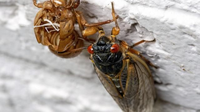 Go Ask Dad: Apocalypse cicada