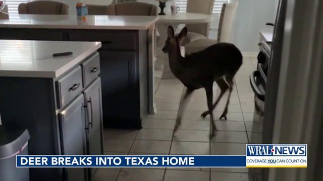 Deer breaks into Texas home