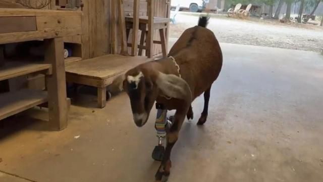 A South Carolina goat got a new leg from a TV reality show expert after a girl's suggestion. A South Carolina goat got a new leg from a TV reality show expert after a girl's suggestion.