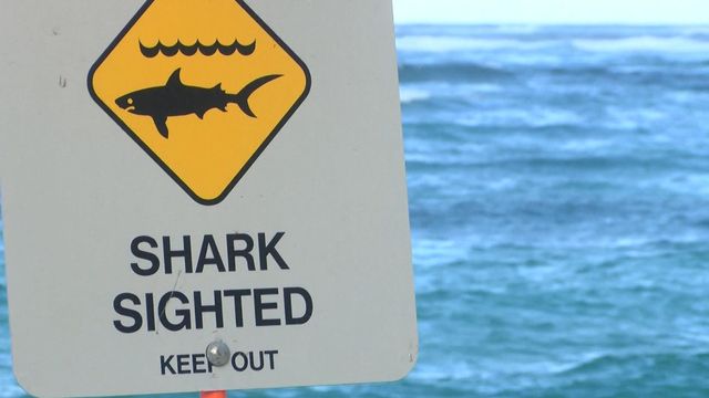 11-year-old reportedly bitten by shark in Hawaii