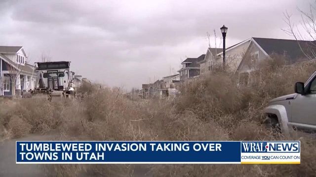 Tumbleweed invasion taking over towns in Utah