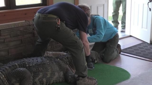 Alligator seized in New York. Alligator seized in New York.
