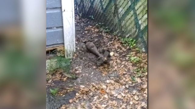 Dog digs up unexploded military equipment 