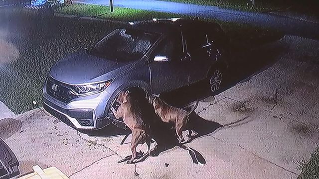 On cam: Dogs tear through car to get to cat