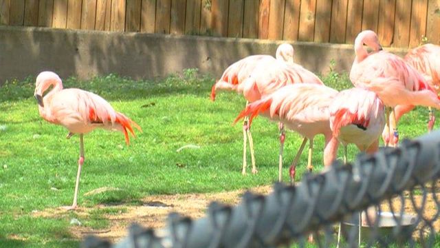 Zoo prepares animals for Monday's total solar eclipse