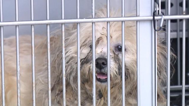 40 dogs rescued from hoarding home