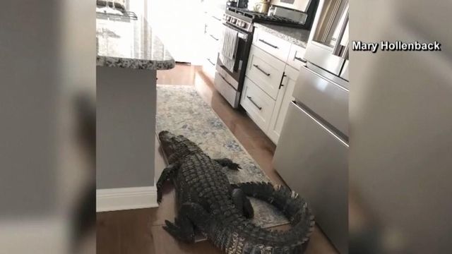 8-foot alligator finds his way into Florida home