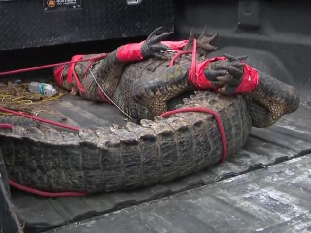 Barking Dogs Alert Homeowner To 11-foot Alligator In Florida Backyard