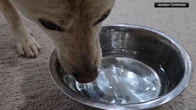 Thirsty dog disrupts meeting while drinking water, becomes viral star