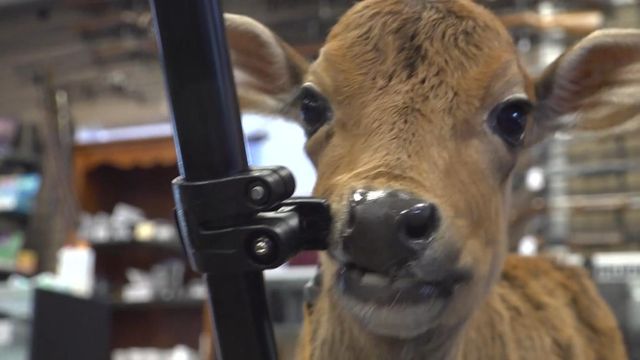 Store hires 'udderly' adorable shop cow