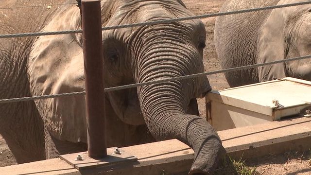 5 elephants pregnant at Kansas zoo