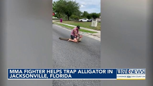 On cam: MMA fighter wrestles alligator roaming through downtown Jacksonville in Florida