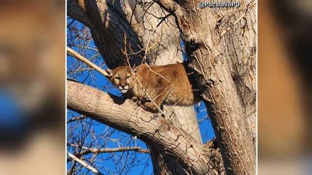 On cam: Mountain lion safely falls from tree after being tranquilized 