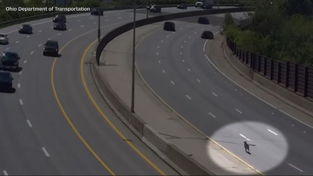 Drivers stop dog running in busy highway traffic