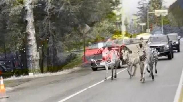 Zebras escape trailer on highway