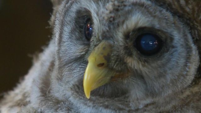 Officers rescue baby owl from tornado injury
