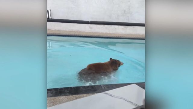 On cam: Bears throw pool parties at California home