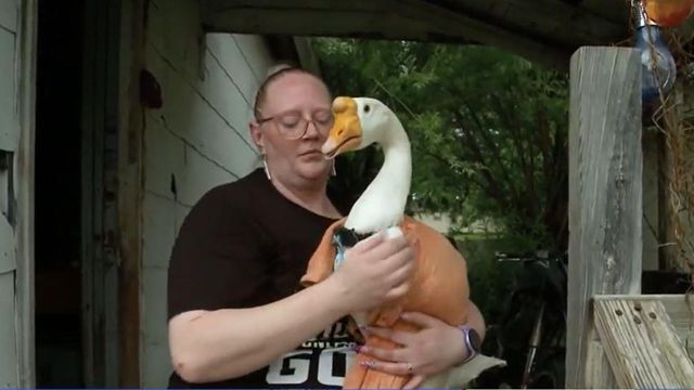 Woman fighting to register her goose as emotional support animal