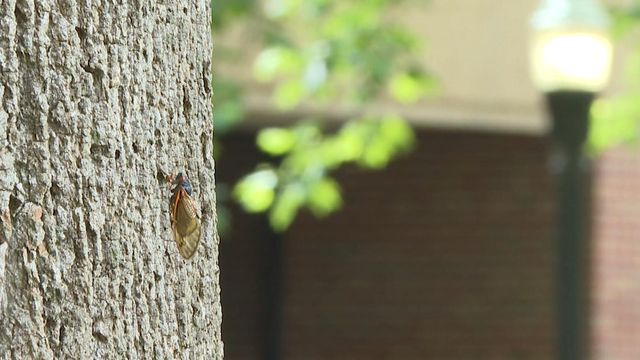 Cicadas can temporarily damage hearing 