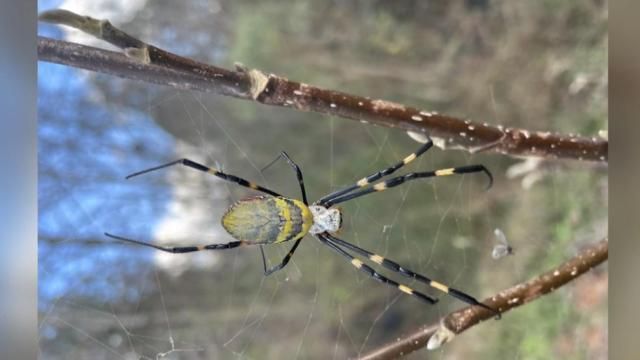Giant flying spiders spreading across East Coast