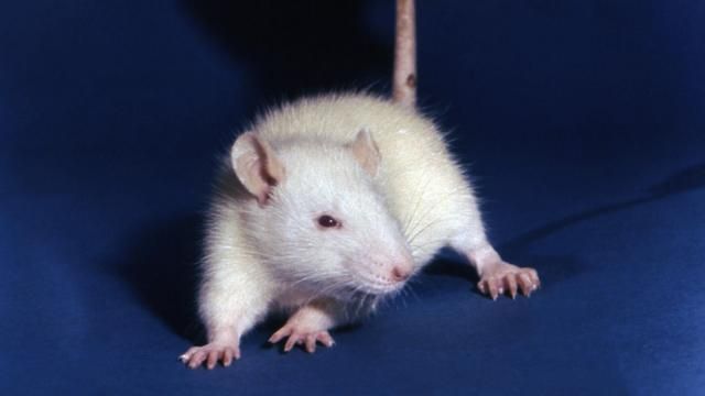 An undated photo provided by the Centers for Disease Control shows a pink-eyed, white lab rat. The Environmental Protection Agency is cutting animal testing of chemicals. Some scientists are concerned, but in the meantime the rats (and zebra fish) need new homes. (Centers for Disease Control via The New York Times) — NO SALES; EDITORIAL USE ONLY—