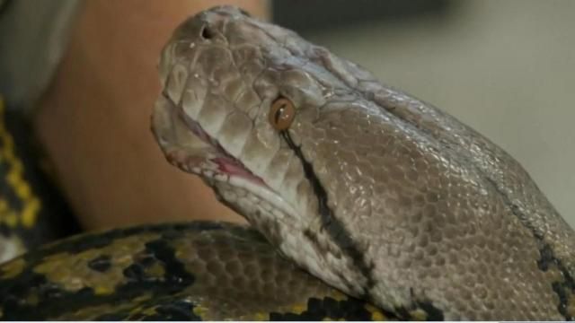 20-foot-long python found in garage
