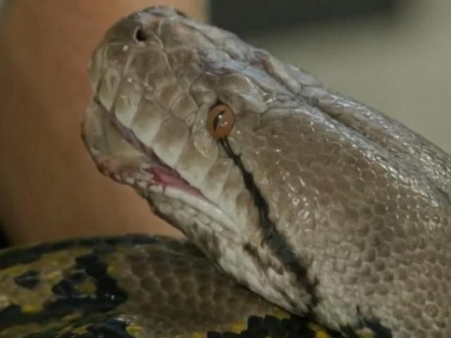 20-foot-long python found in garage