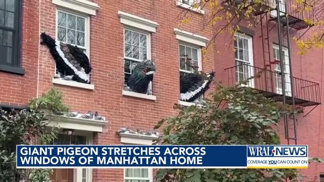 Giant pigeon stretches across windows of Manhattan home for Halloween