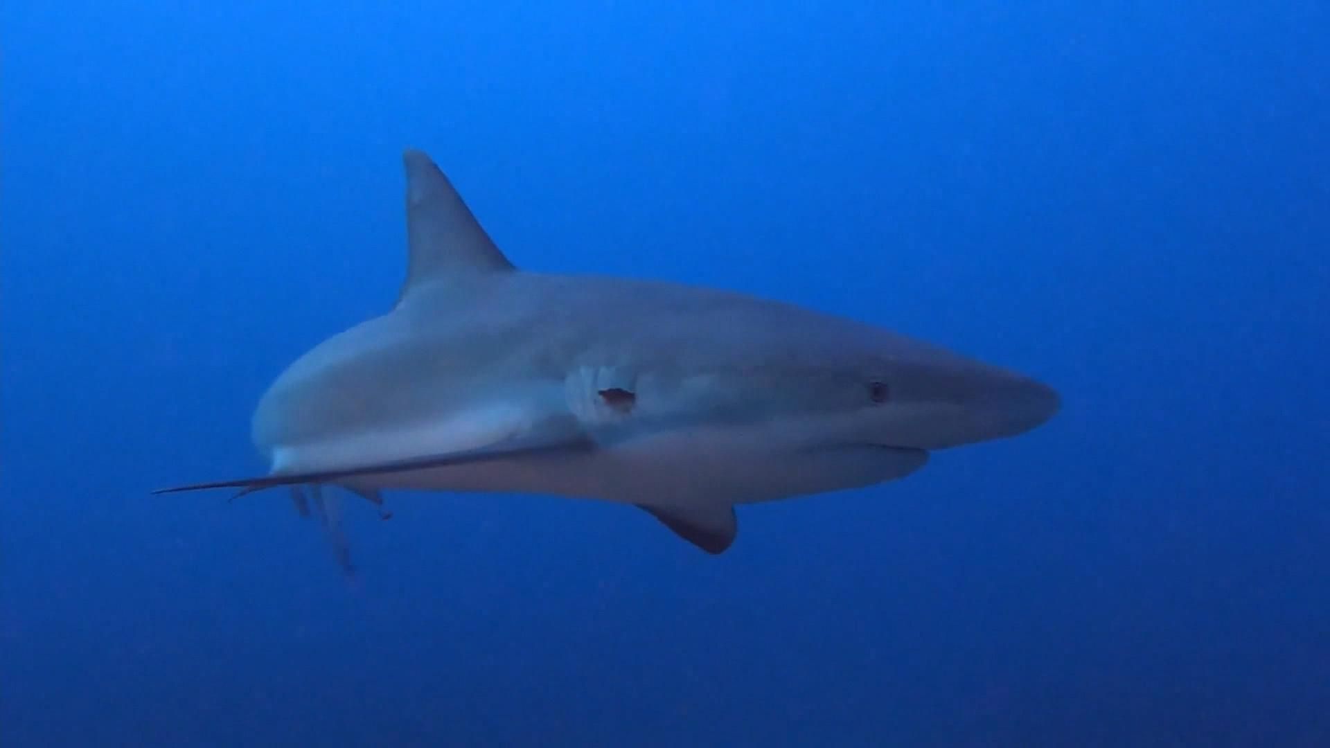 Caught on cam: New species of shark is relative of Great White