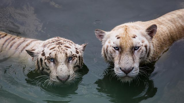 Endangered tigers making comeback
