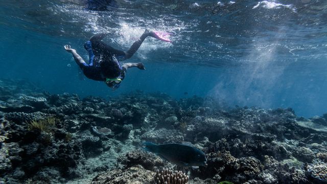 Scientists: Half of Great Barrier Reef has been killed due to global warming