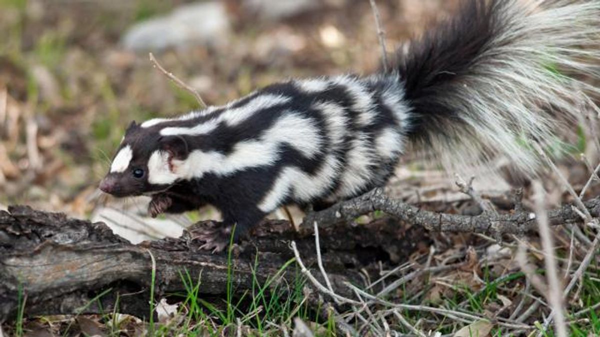 Spotted skunk