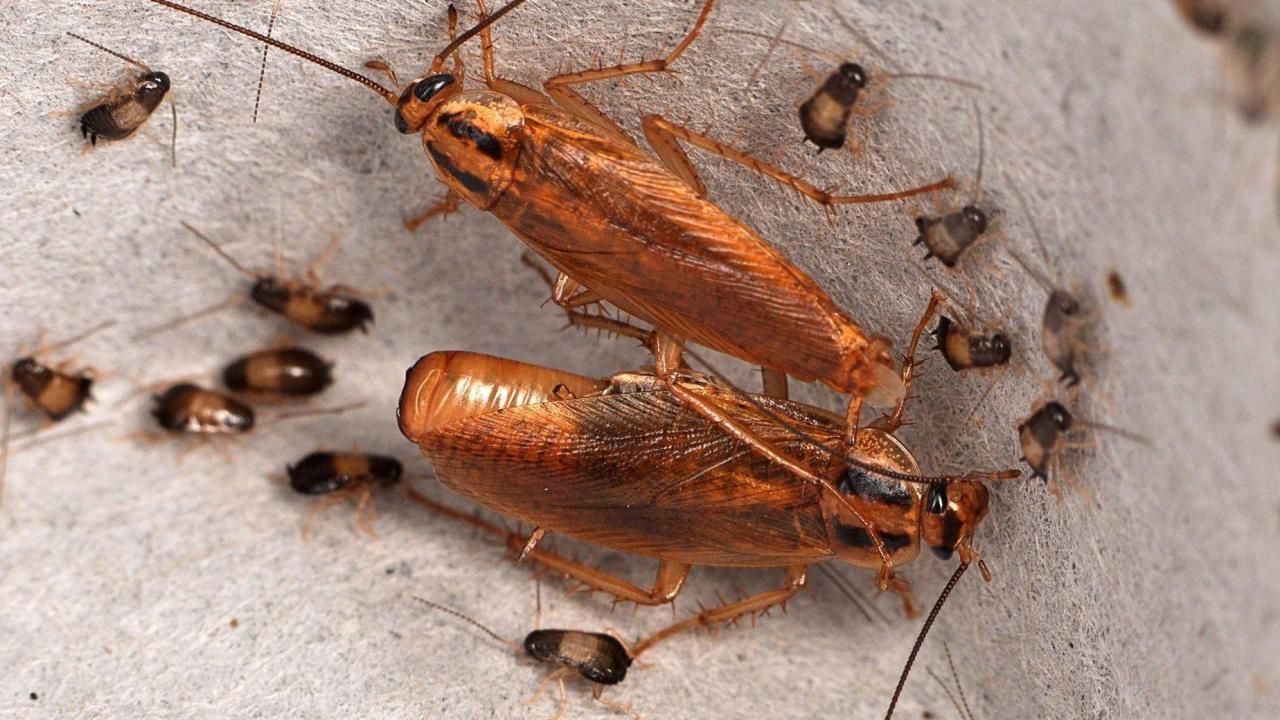 How one of the world's most successful indoor pests took over the planet