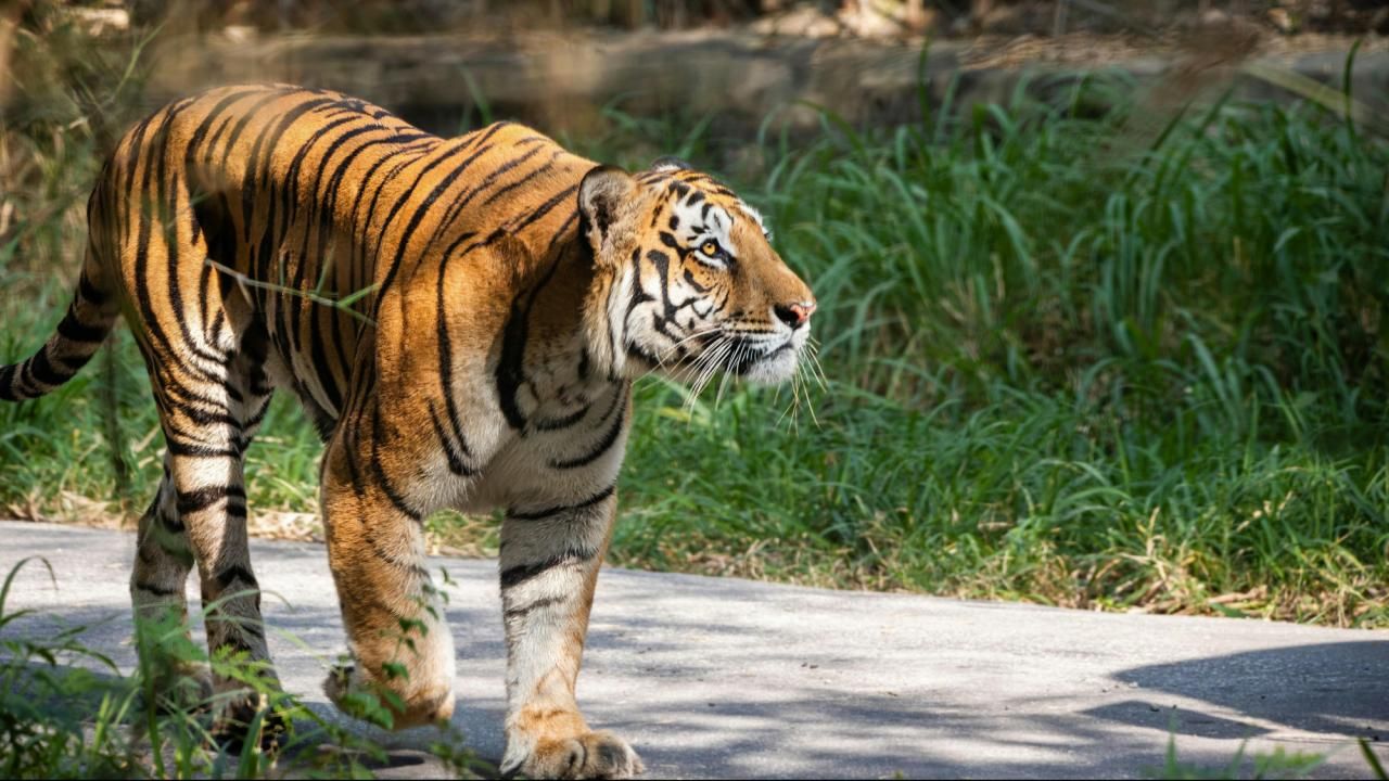 Tiger mauls handler at amusement park
