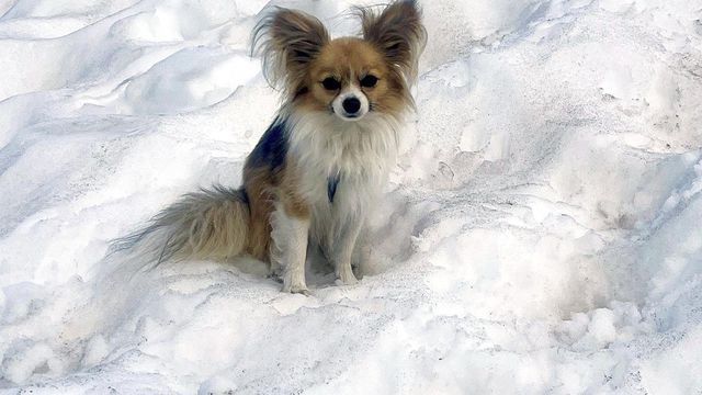 In this photo provided by Air Zermatt, a rescue, training and transport company, a Chihuahua dog sits on snow in Zermatt, Switzerland, Friday, July 4, 2025. (AIR ZERMATT/Keystone via AP)