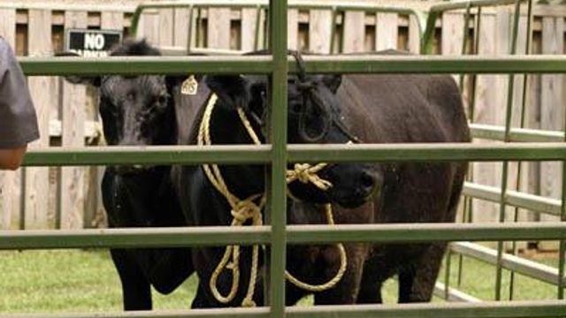 Cary officials capture runaway steer