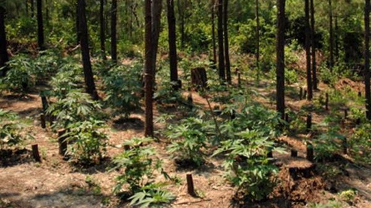 Harnett County marijuana plants
